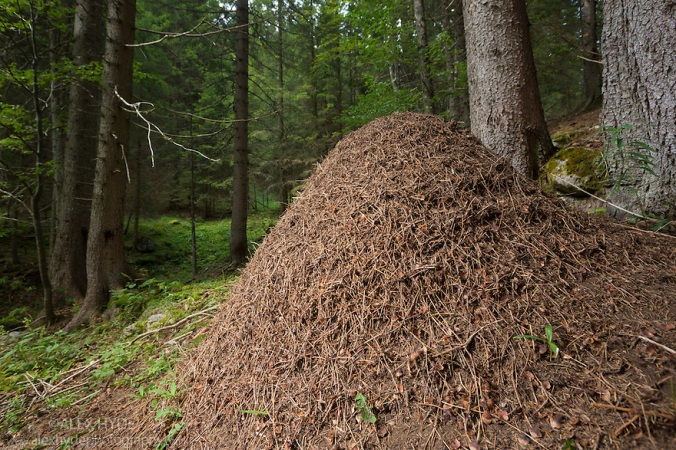 Wood Ant nest {Formica rufa} - Julian Alps, Slovenia